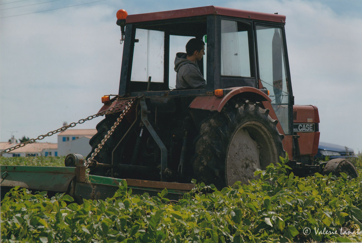 produits locaux et regionaux de noirmoutier